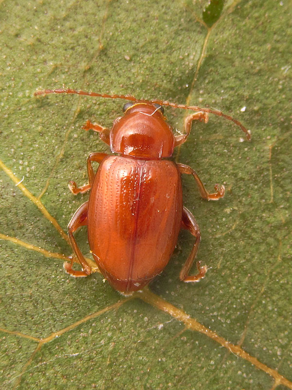 Chrysomelidae alticino: Neocrepidodera impressa (cfr.)